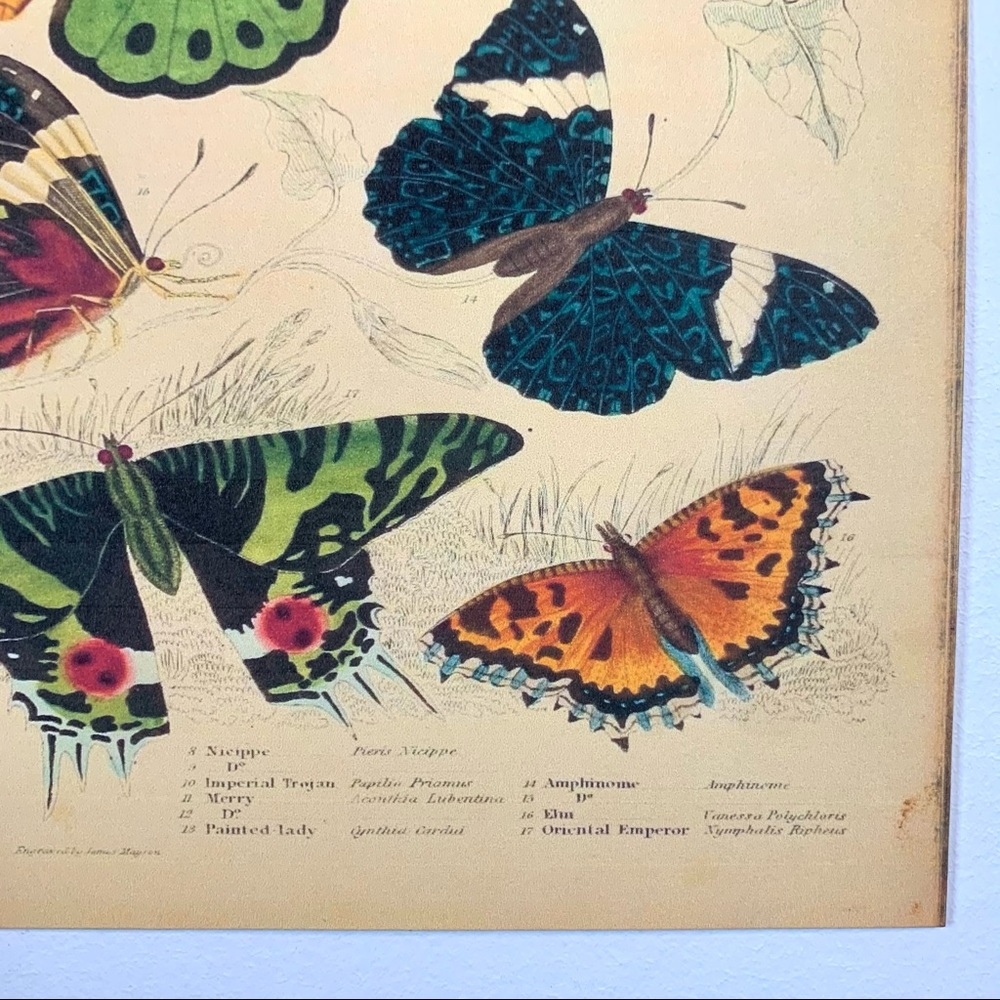 Vintage Biodiversity Butterfly Moth Chart 8x10 Print - Picture 4 of 8